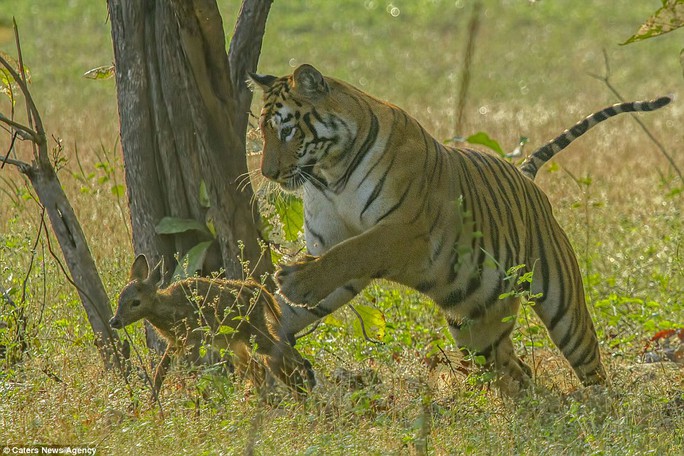 Souvik said it was possible the tigress confused the fawn with her own offspring