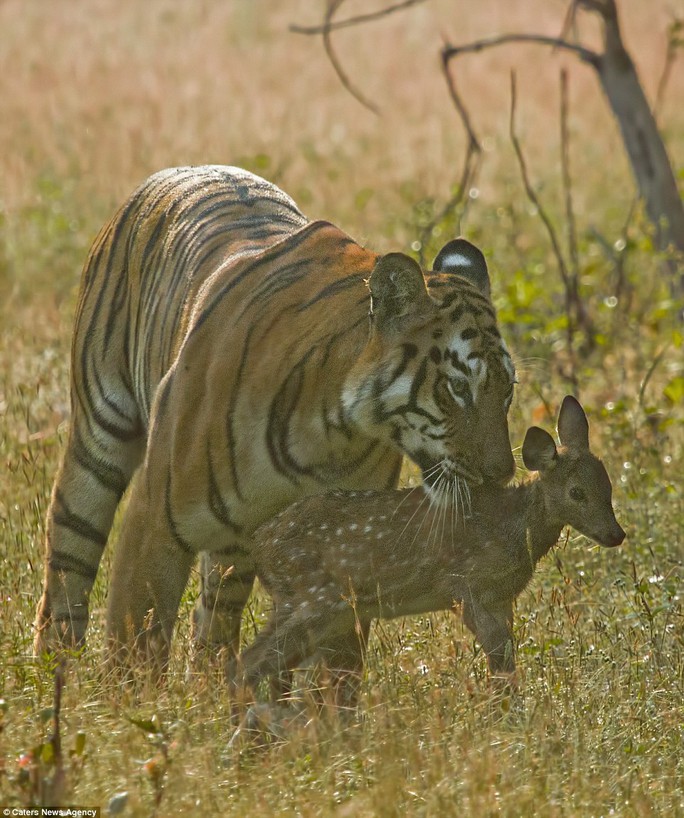  Photographer Souvik Kundu, 35, from Mumbai witnessed the tigress nuzzling the spotted deer fawn like one of her cubs