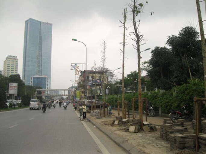 Thay vào những hàng cây xanh xum xuê lá trước kia là hàng cây mới trồng cao chừng 6 - 7 m, trụi lá Thay vào những hàng cây xanh xum xuê lá trước kia là hàng cây mới trồng cao chừng 6 - 7 m, trụi lá