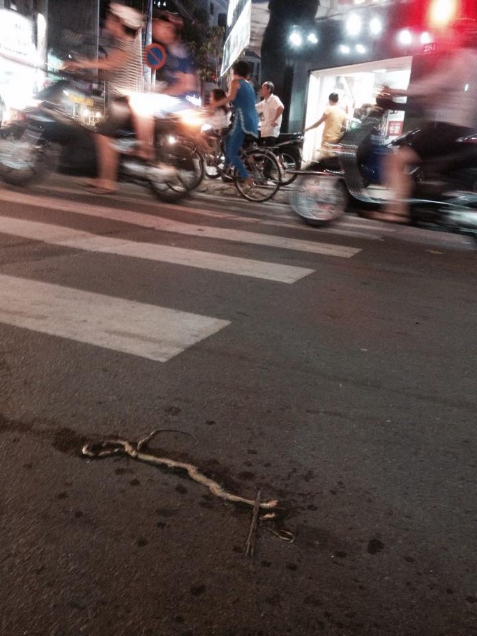 Một con rắn lục đuôi đỏ được người dân giết chết tại quận 5 (TP HCM). Ảnh: Lê Phong