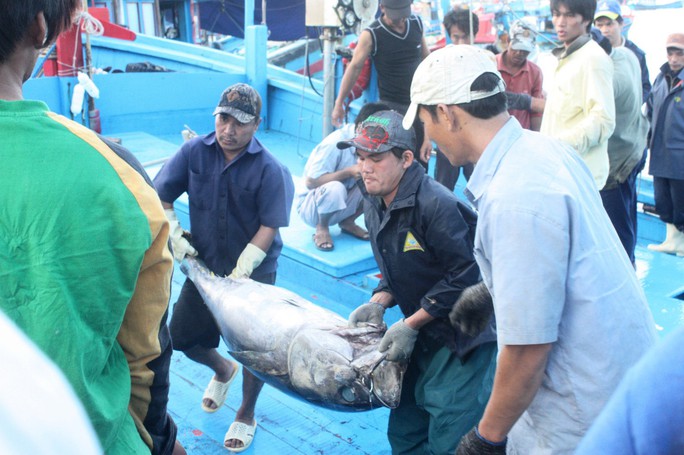Khai thác, thu mua cá ngừ đại dương ở Khánh Hòa Ảnh: KỲ NAM