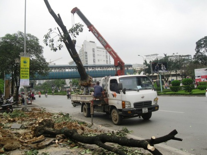 Cây chặt hạ đang được cẩu lên trên xe Cây chặt hạ đang được cẩu lên trên xe