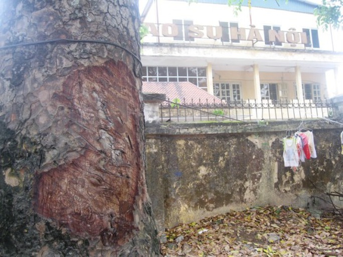 Công an vào cuộc, xà cừ Hà Nội vẫn bị đẽo vỏ bí ẩn