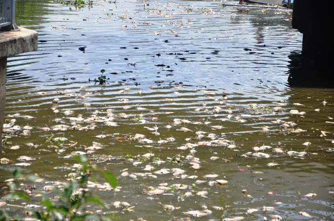 Ngày 19-5, cả tấn cá chết nổi dày đặc trên kênh Nhiêu Lộc – Thị Nghè.