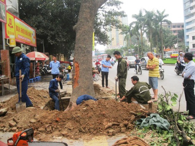 Gốc cây xà cừ to được trồng lâu năm đang được công nhân chặt hạ Gốc cây xà cừ to được trồng lâu năm đang được công nhân chặt hạ