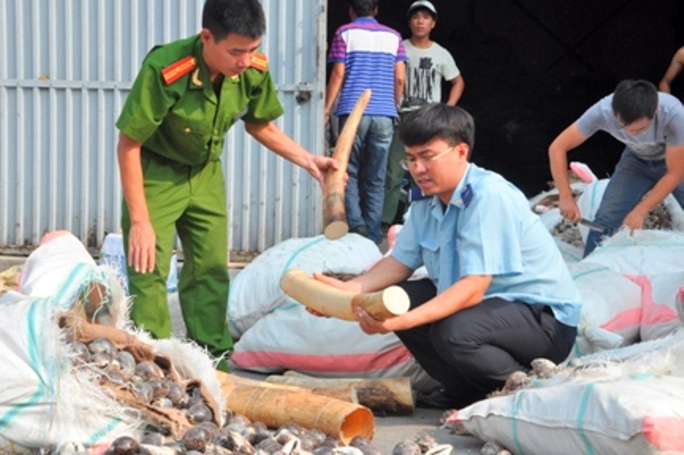 Phát hiên lô ngà voi nhập lậu Phát hiên lô ngà voi nhập lậu