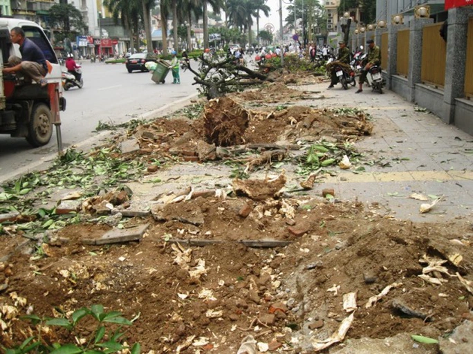 “Con đường đẹp nhất Việt Nam Nguyễn Chí Thanh” biến thành “công trường” sau khi chặt hạ cây xanh. Ảnh: Nguyễn Hưởng “Con đường đẹp nhất Việt Nam Nguyễn Chí Thanh” biến thành “công trường” sau khi chặt hạ cây xanh. Ảnh: Nguyễn Hưởng