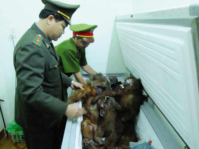 Tang vật trong một vụ buôn bán động vật hoang dã trái phép được cơ quan chức năng của TP Đà Nẵng phát hiện   Ảnh: QUANG VINH