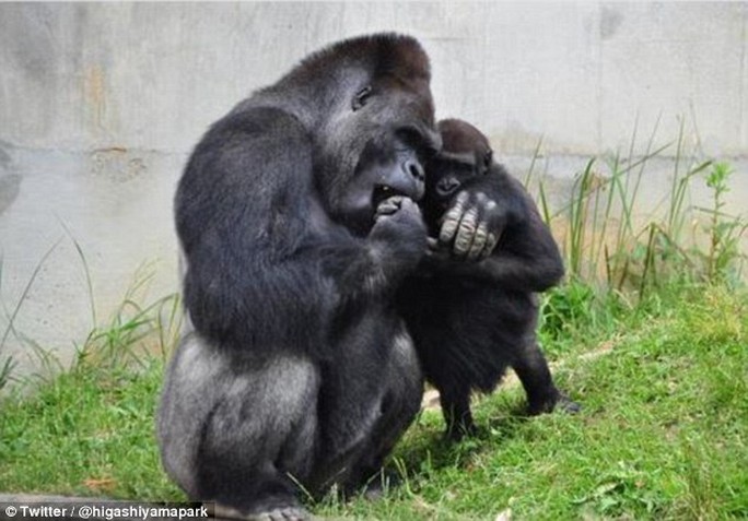 Shabani chơi với khỉ con. Ảnh: Twitter