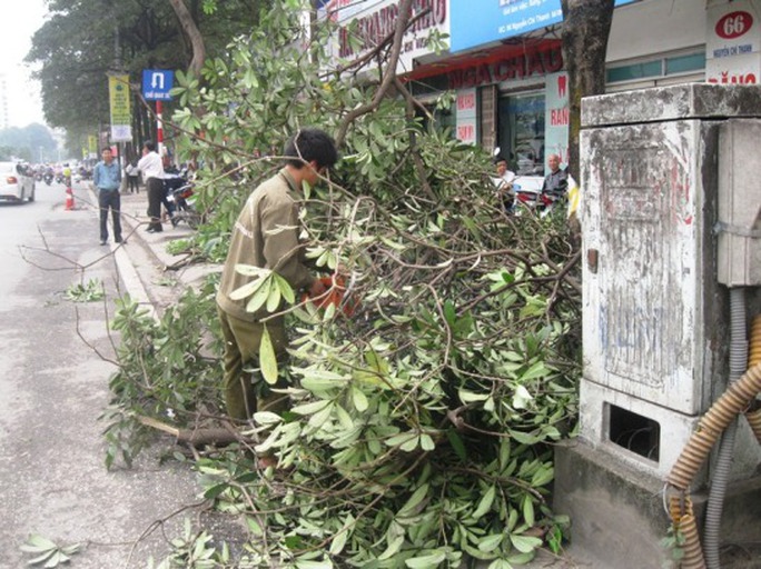 "Con đường đẹp nhất Việt Nam" tan hoang sau khi chặt cây xanh