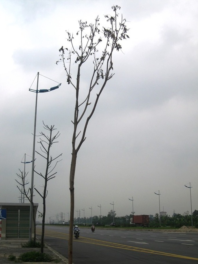 Những cây mới trồng thay thế cũng đang héo khô lá Những cây mới trồng thay thế cũng đang héo khô lá