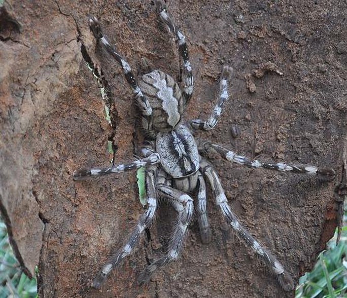 Những loài nhện khổng lồ nhất hành tinh - 7