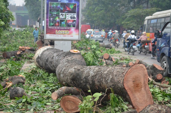 Nhiều cây cổ thụ bị chặt hạ bởi dự án đường sắt trên cao tại tuyến đường Nguyễn Trãi - Trần Phú (quận Hà Đông)