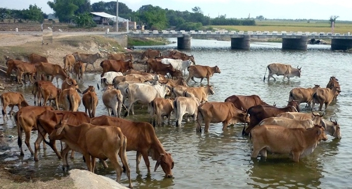 Ninh Thuận "sống" lại nhờ mưa "vàng" liên tiếp rơi