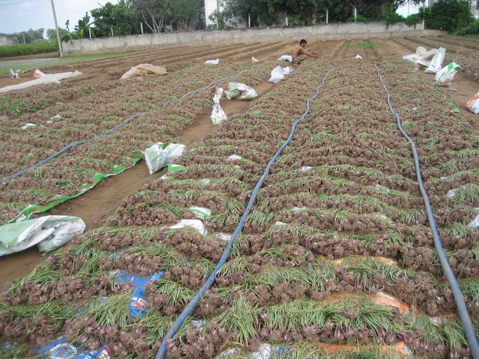 Nông dân Vĩnh Châu đang tất bật thu hoạch hành giống để cung cấp cho vụ hành thương phẩm chuẩn bị xuống giống