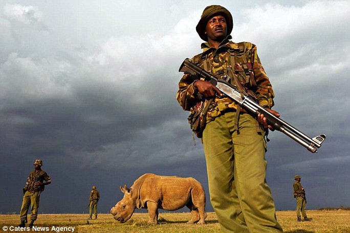 Guard: The rangers keep an armed watch around Sudan at all times to deter poachers after his horn