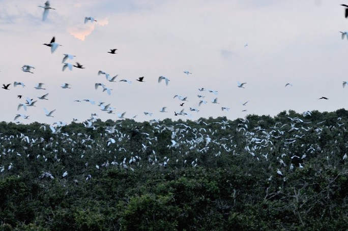 Bảo vệ tốt hệ sinh thái, sân chim Vườn Quốc gia Tràm Chim cũng được bảo vệ nghiêm ngặt nên diện tích sân chim ngày càng phát triển, số lượng chim các loại ngày càng tăng                        