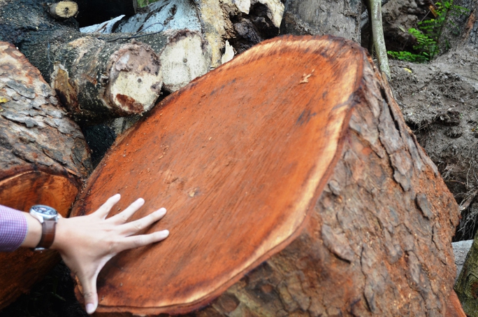 Nơi tập kết gỗ tại phường Cầu Diễn, quận Bắc Từ Liêm, TP Hà NộiẢnh: NGUYỄN HƯỞNG