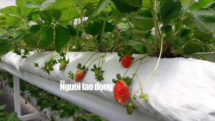 Mãn nhãn với vườn rau thủy canh tiền tỉ ở Đà Lạt