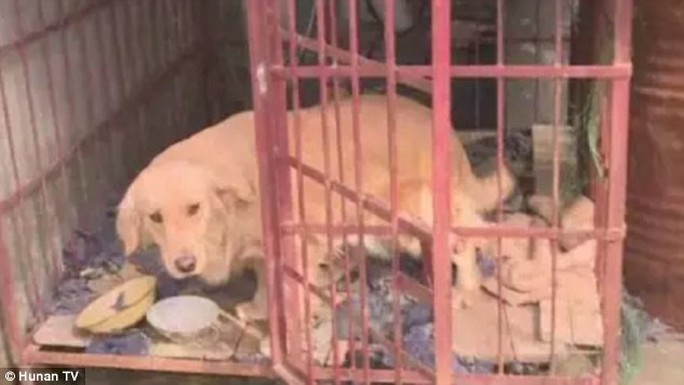 
Đó vốn là chuồng nhốt chó của một người khác. Ảnh: Hồ Nam TV
