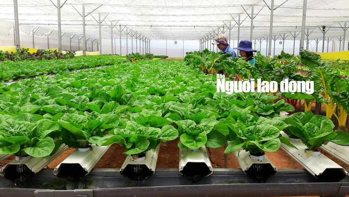 
Do được trồng cách ly hoàn toàn với mặt đất và môi trường bên ngoài nên rau thủy canh hầu như không bị bệnh, nhà vườn không phải dùng các loại thuốc hóa học để phòng trừ sâu bệnh.
