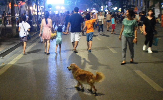 
Chó thả rông ở phố đi bộ hồ Gươm
