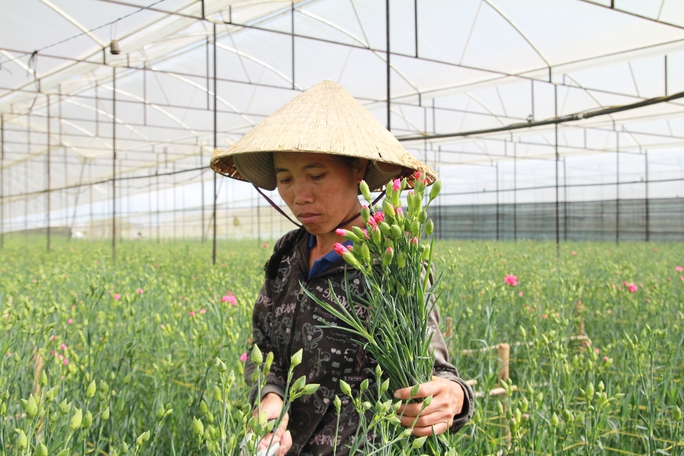
Hoa cẩm chướng cắt tại vườn với giá 1.700 - 2.200 đồng/cành.
