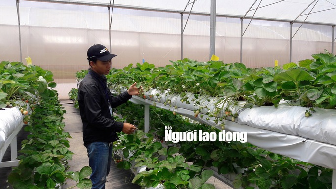 
Theo anh Nguyễn Đức Máy một trong những kỹ thuật viên tại trang trại Cầu Đất Farm, cho biết rau trồng theo phương pháp thủy canh từ khi trồng trên giá đỡ khoảng hơn 20 ngày là có thể cho thu hoạch với giá từ 40.000 - 150.000 đồng/kg tùy loại rau, củ, quả.
