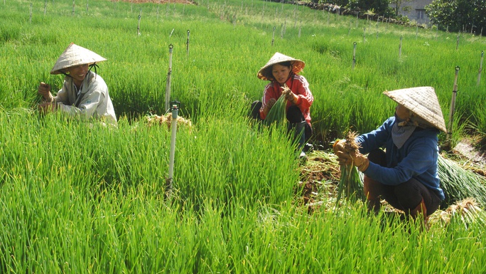 
Nông dân Đà Lạt phấn khởi vì giá rau tăng cao.
