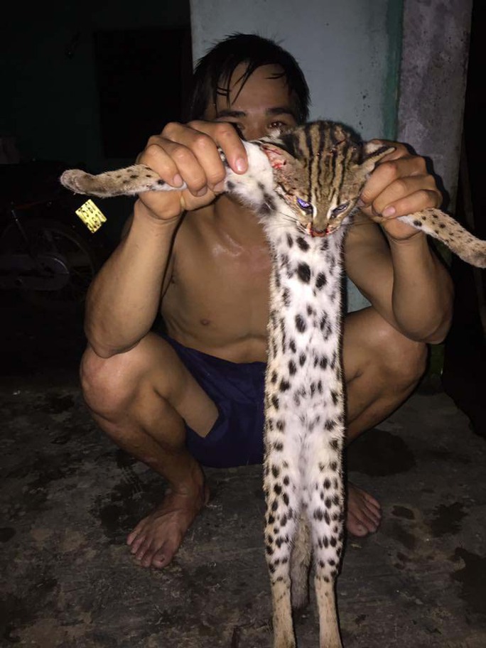 Nam thanh niên “tự sướng” với xác mèo rừng quý hiếm Ảnh: facebook