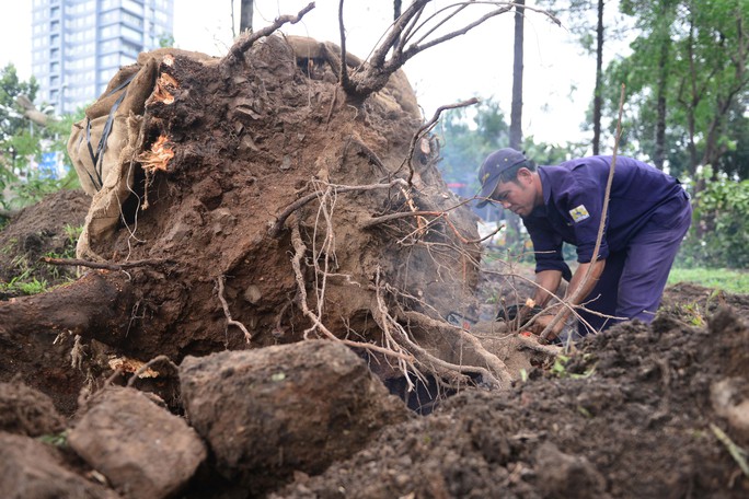 
Công nhân Công ty Công viên cây xanh TP HCM xén bớt rễ cây sau khi bứng cây ra khỏi đất
