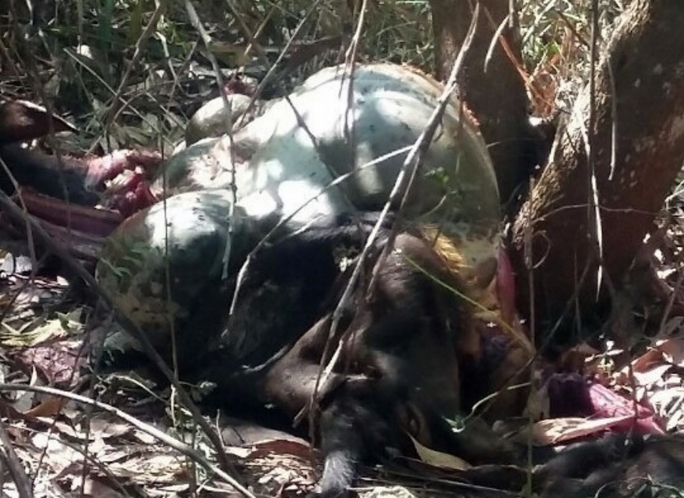 
Chú bò tót bị kẻ xấu săn bị thương và chết trong rừng Mã Đà năm 2012 (ảnh do cơ quan chức năng cung cấp)
