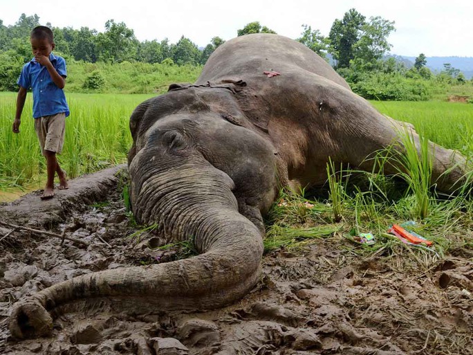Con voi này chết sau khi ăn nhầm cây trồng phun thuốc trừ sâu ở bang Assam - Ấn Độ Ảnh: REUTERS