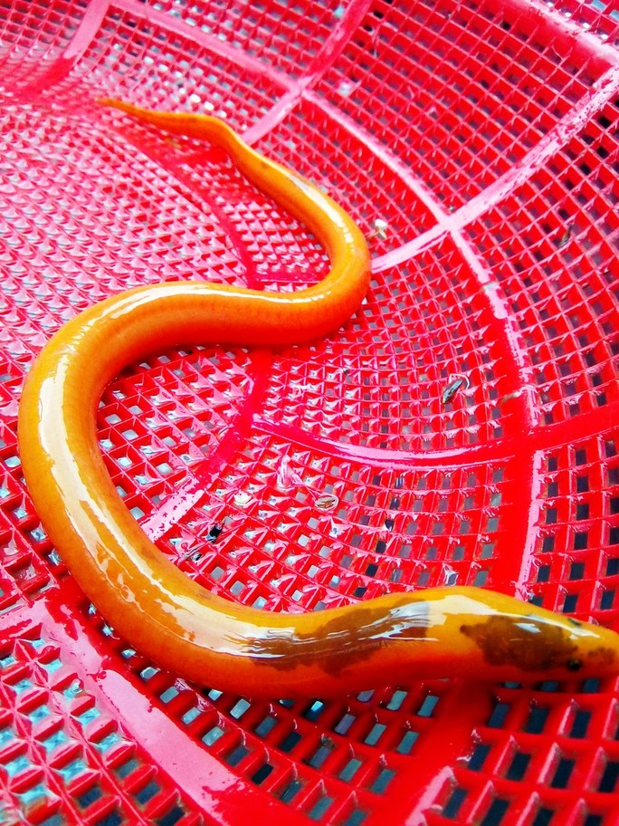 Con lươn vàng dài 35cm, trọng lượng 0,1kg được nông dân Đặng Tân bắt được vào đêm 1-12