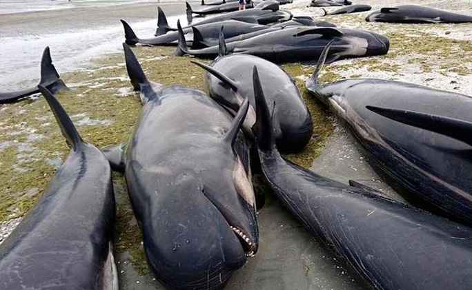 Hàng trăm con cá voi hoa tiêu mắc cạn ở New Zealand. Ảnh: REUTERS