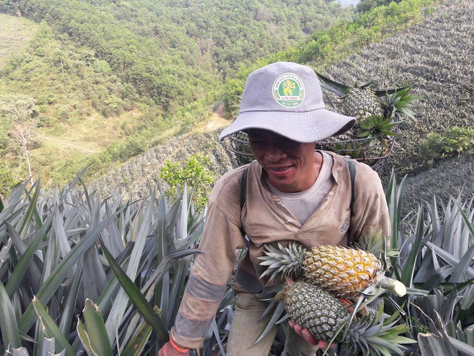 Nông dân Quảng Nam trúng mùa dứa chín