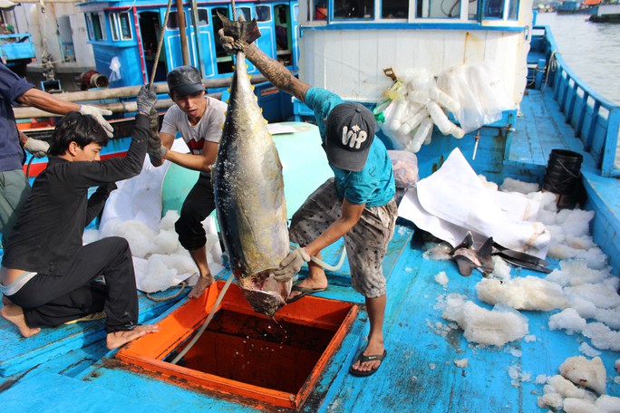 Đánh bắt cá ngừ đại dương tại Khánh Hòa Ảnh: KỲ NAM