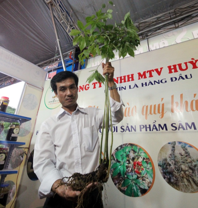 Bán được củ sâm giá 120 triệu đồng tại lễ hội sâm Ngọc Linh - Ảnh 2. Bán được củ sâm giá 120 triệu đồng tại lễ hội sâm Ngọc Linh - Ảnh 2.