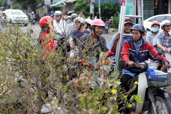 Nhiều người dân Sài Gòn đã bắt đầu tìm mua mai kiểng