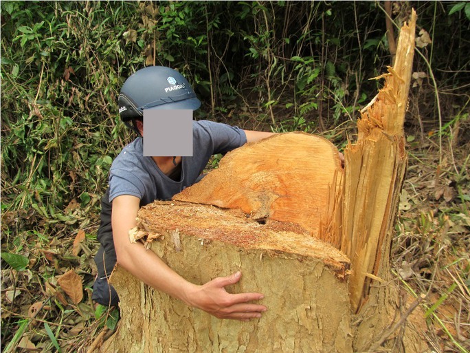 Một gốc bằng lăng cổ thụ bị đốn hạ