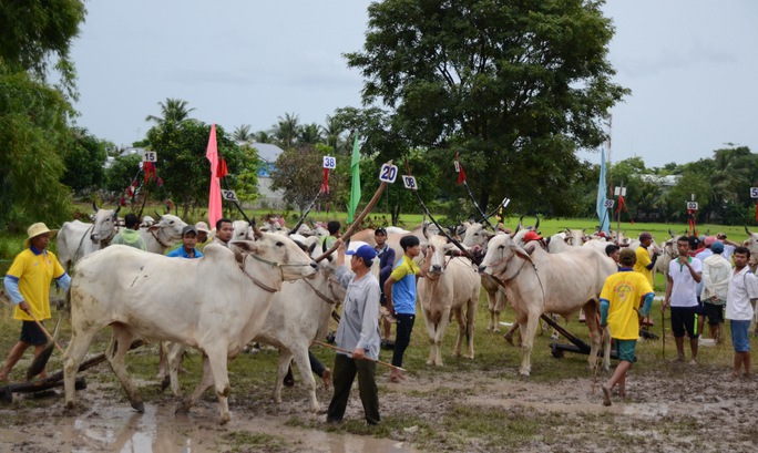 Lý do khiến cả rừng người đến xem đua bò Bảy Núi - Ảnh 1.