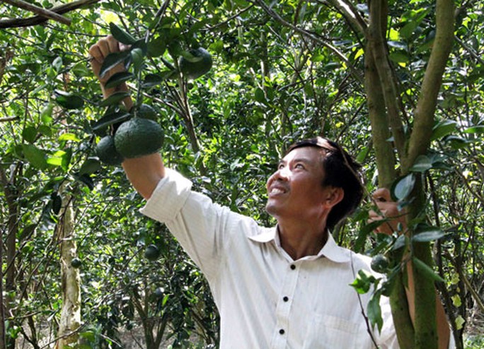 Tỉ phú cam sành - Ảnh 1. Tỉ phú cam sành - Ảnh 1.
