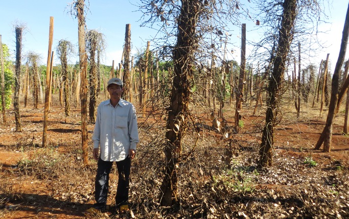 
Hàng trăm hecta hồ tiêu của nông dân Tây Nguyên bị trụi lá Ảnh: Hoàng Thanh

