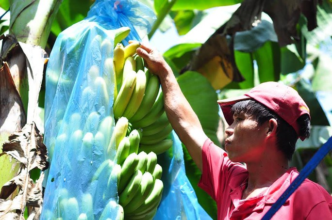 
Người trồng chuối tại Đồng Nai lao đao vì chuối rớt giá, không có người mua
