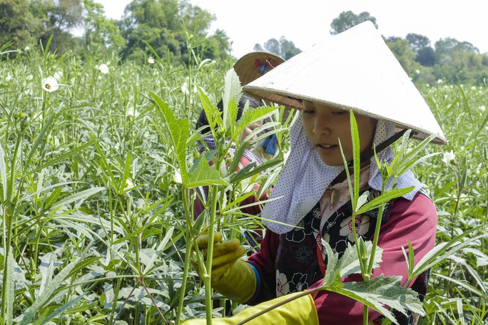 
Đậu bắp giống Nhật thích nghi với thổ nhưỡng ở vùng biên tỉnh An Giang
