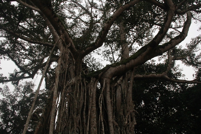 Chuyện kỳ lạ về những “cụ cây” ở di tích Lam Kinh