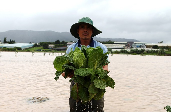 Giá rau củ quả Đà Lạt vẫn cao kỷ lục - Ảnh 1.