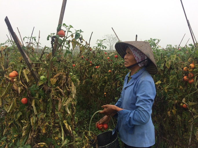 
Người dân trồng cà chua đang hái về nấu cho lợn ăn
