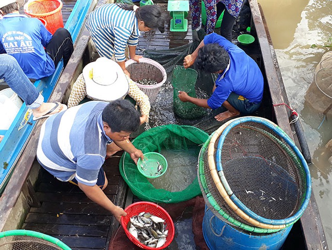 Chợ cá rặt đồng mùa nước nổi ở miền Tây - Ảnh 1.