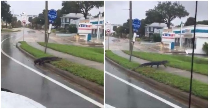 Mất nhà vì bão Irma, cá sấu lang thang ở Florida - Ảnh 1.